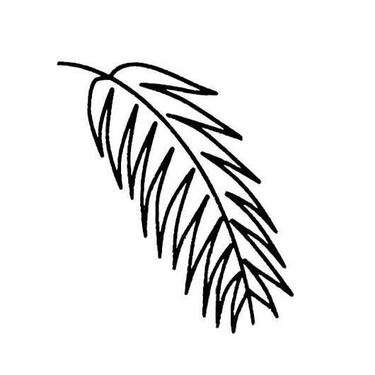 椰树叶简笔画图片