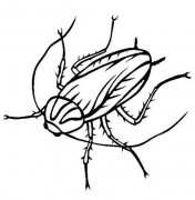 少儿昆虫简笔画图片：蟑螂