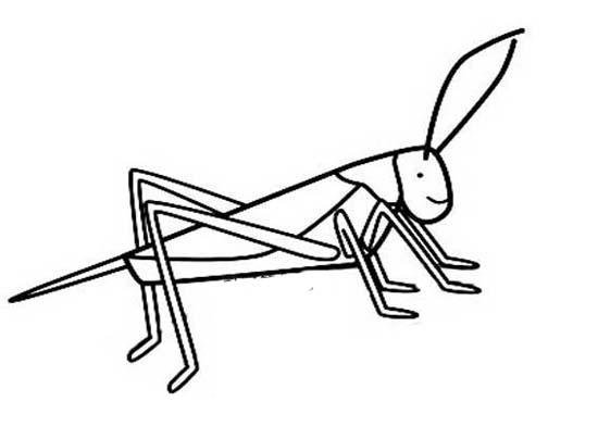 幼儿大蟋蟀简笔画图片大全
