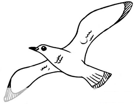 天空翱翔的海鸥简笔画图片