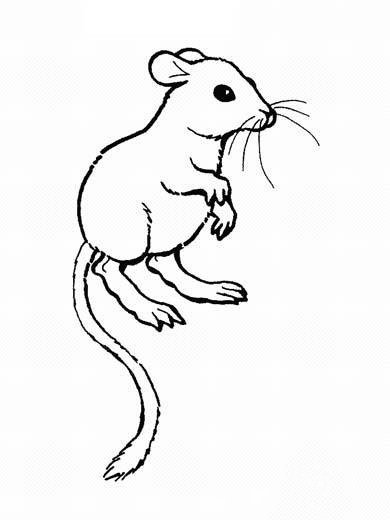 幼儿关于小白鼠的简笔画