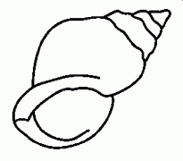 儿童简单的海螺简笔画