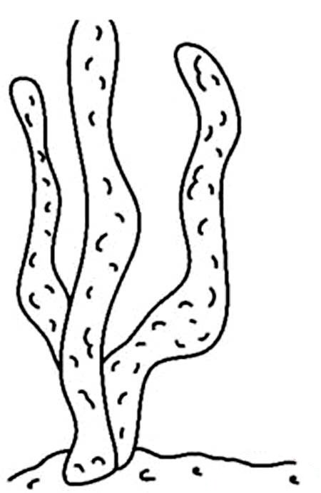 沙漠植物简笔画图片:仙人掌