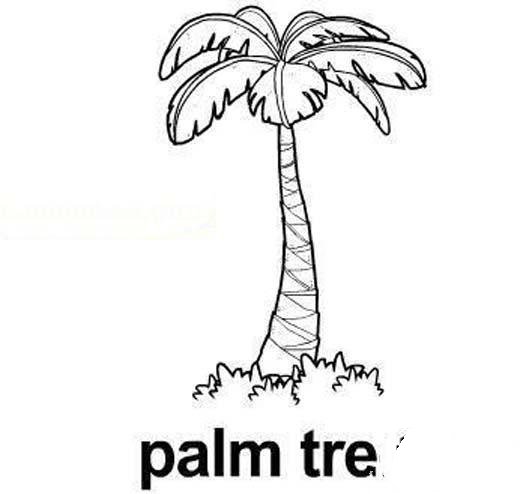 儿童简笔画：椰子树