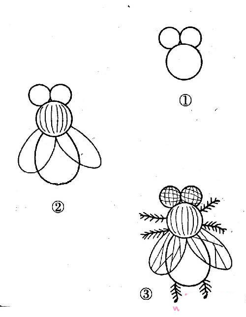 小苍蝇简笔画画法教程：如何画苍蝇