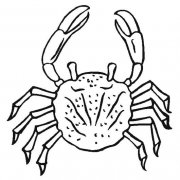 海生动物简笔画：螃蟹