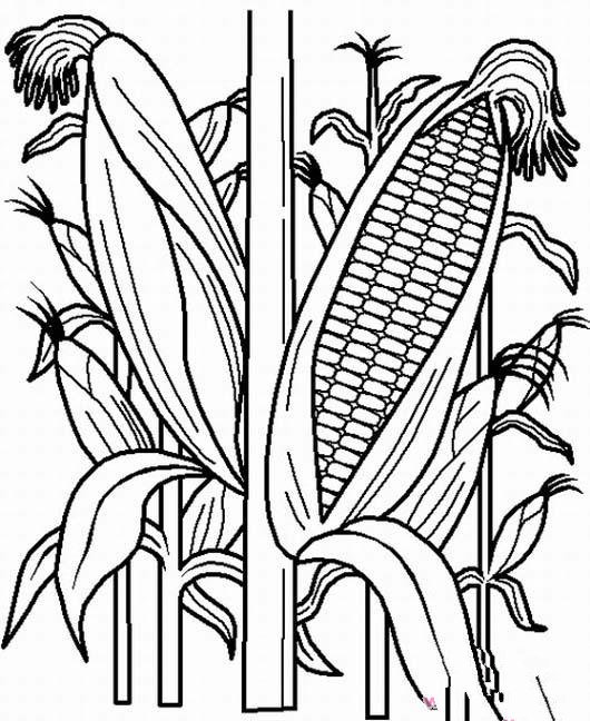 玉米秸秆简笔画图片