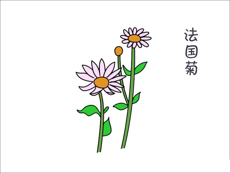 法国菊花简笔画