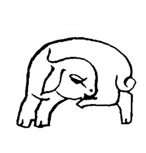 睡觉的羊简笔画