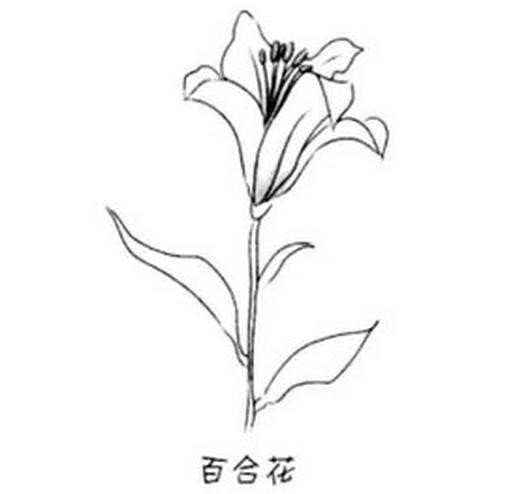 百合花简笔画大全 画百合花的简笔画