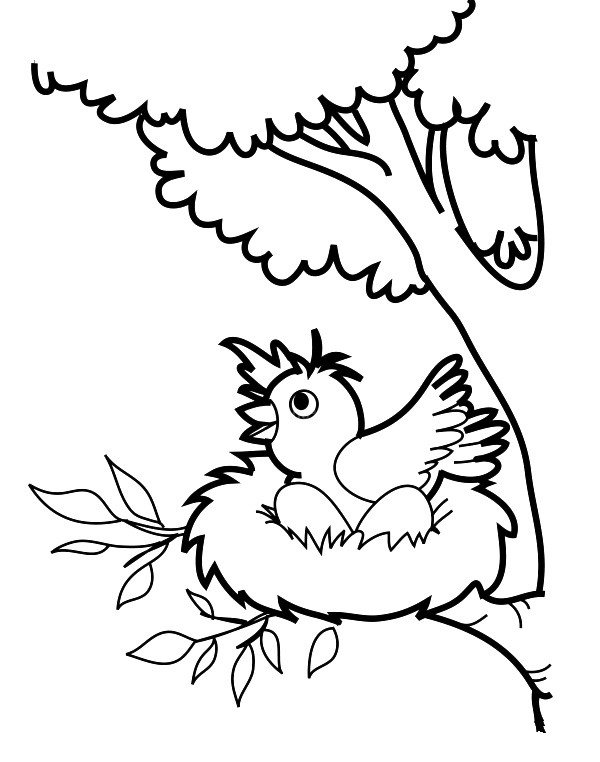 树上的小鸟简笔画图片2