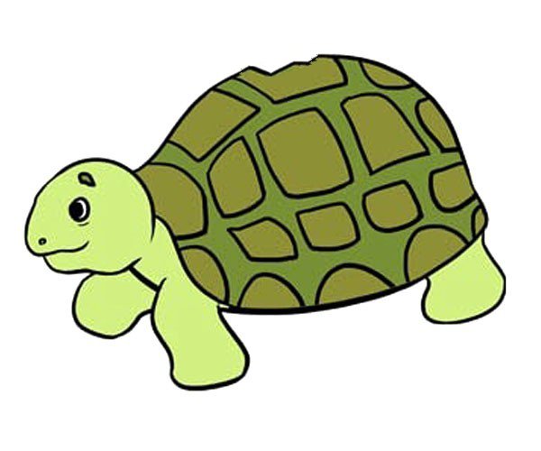 10.给你的乌龟涂上颜色。
