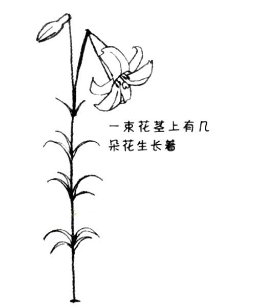 3.画出高高的茎和放射状生长的叶子。