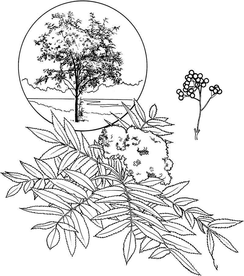 白蜡树树叶简笔画图片