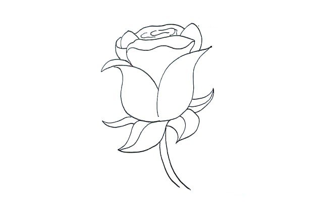 第八步：然后在下方画出玫瑰花枝茎.枝茎两线宽窄要均匀。