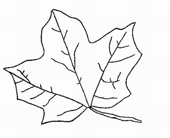 枫树的叶子简笔画图