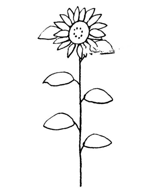 5.画出高高生长的茎和互相交错生长的大叶子。
