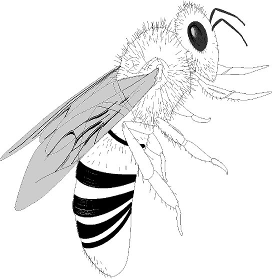 蜜蜂填色画