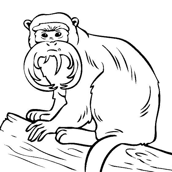 动物简笔画 皇帝绢毛猴简笔画图片