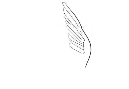 1、首先我们要画出燕子的一只翅膀。