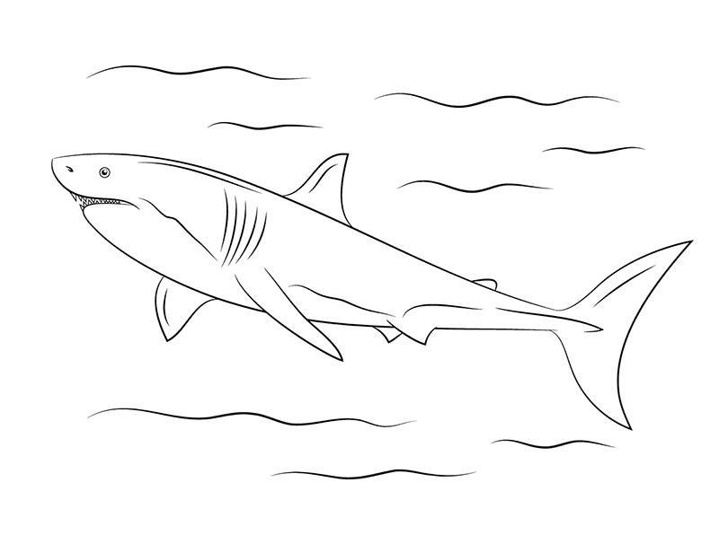 大白鲨简笔画图片