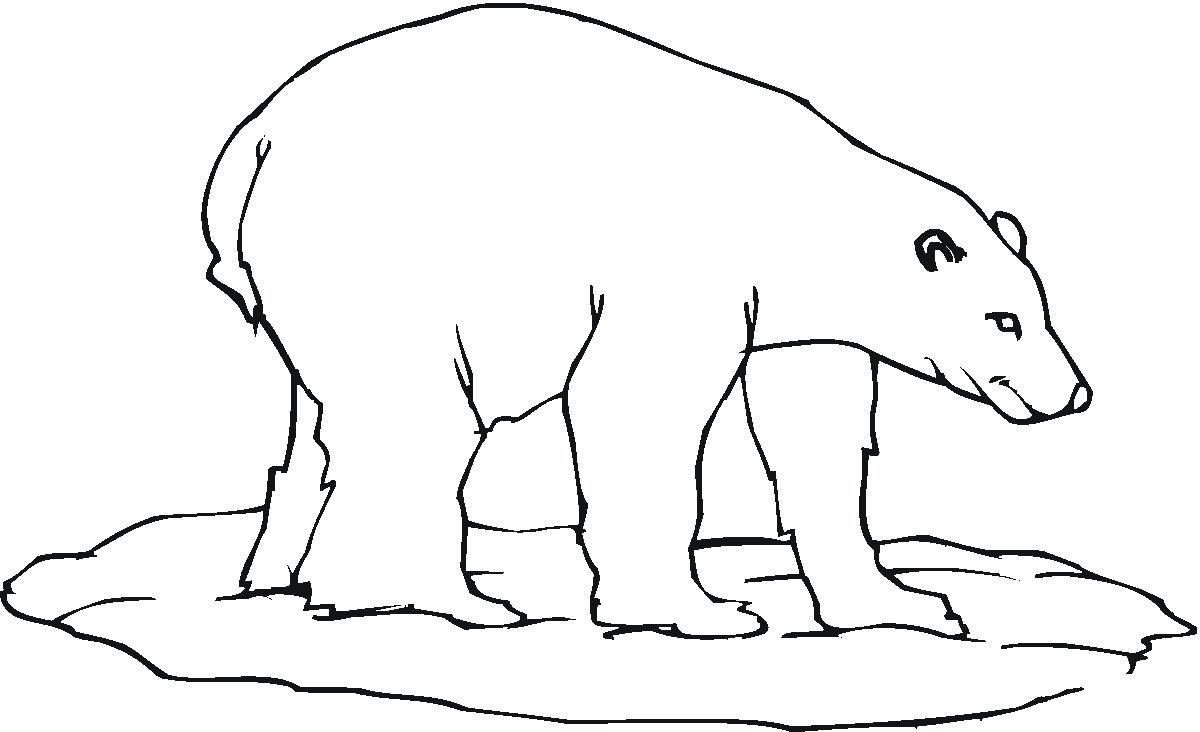 学画简单的北极熊