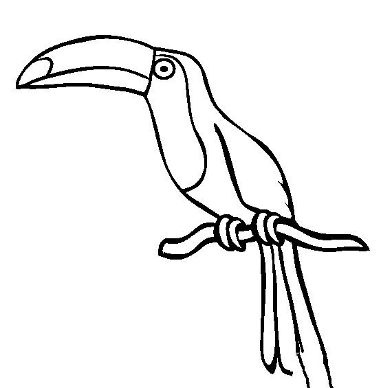 小鸟简笔画 飞行的巨嘴鸟简笔画图片