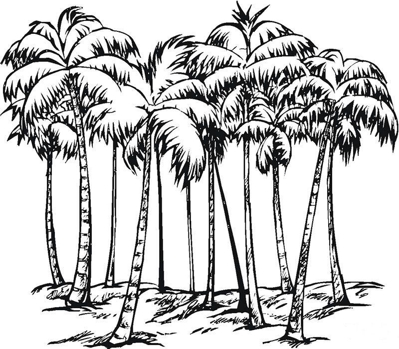 椰子树树林