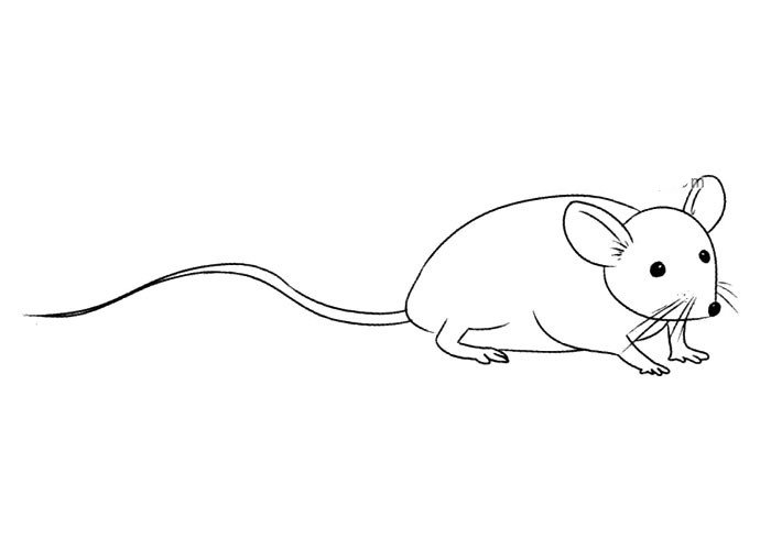 各种种类的老鼠 长尾鼠