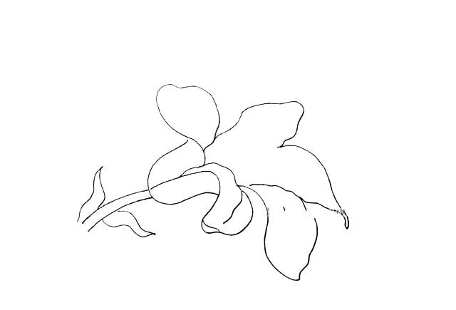 7.在画出两个花瓣之间的花瓣。