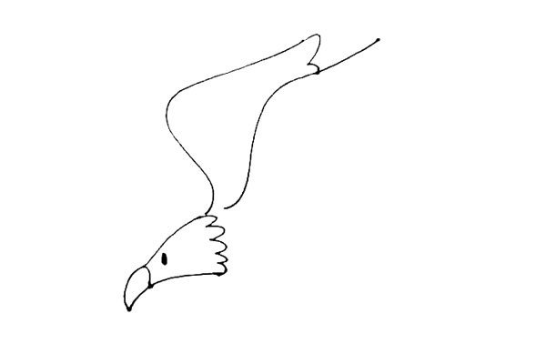 第三步：在老鹰头部的后面，画上去两条曲线，注意两条曲线的不同之处。