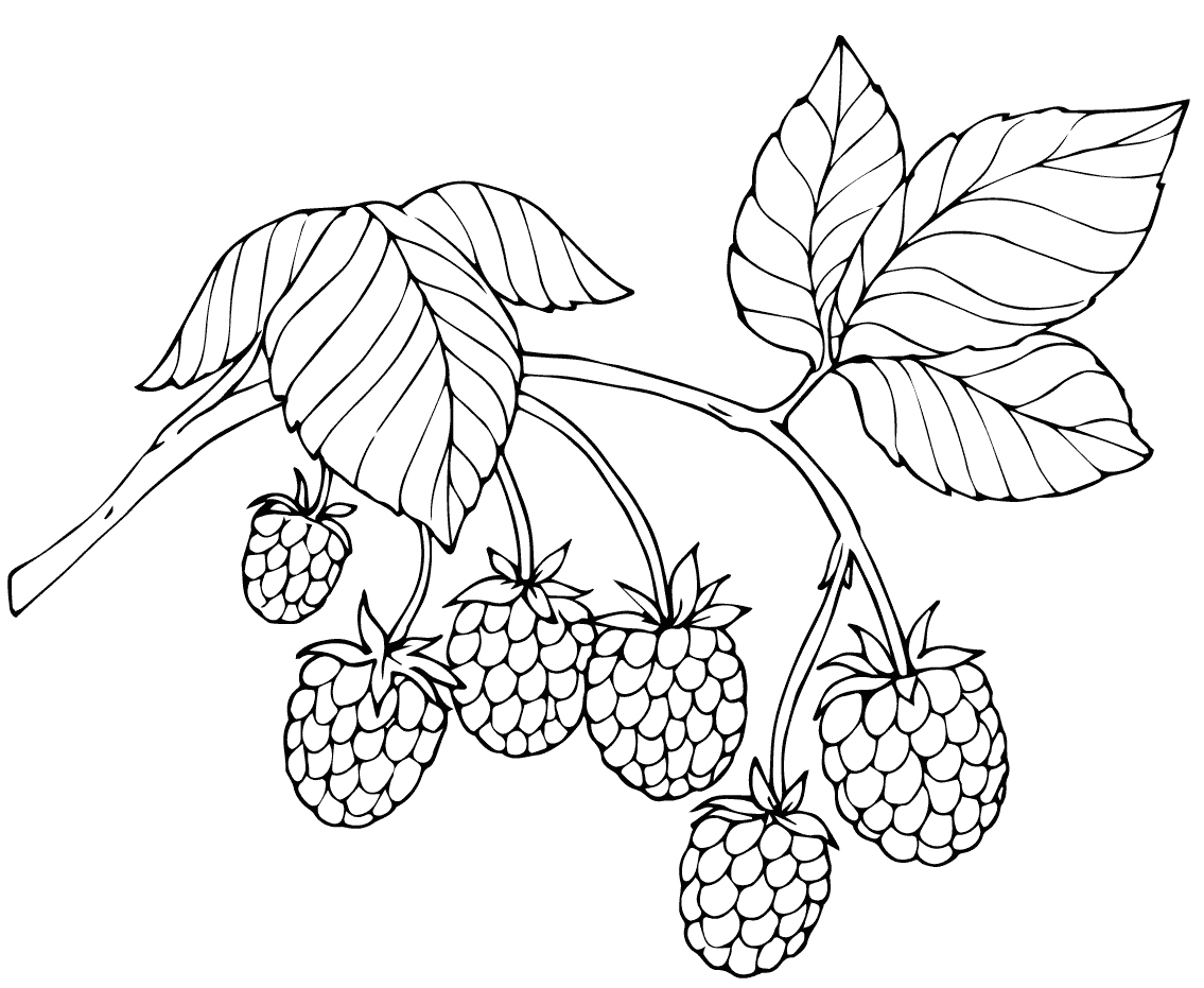 红树莓的画法