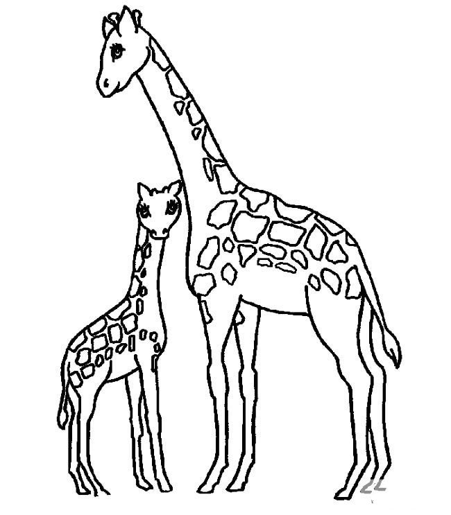 小长颈鹿和长颈鹿妈妈简笔画