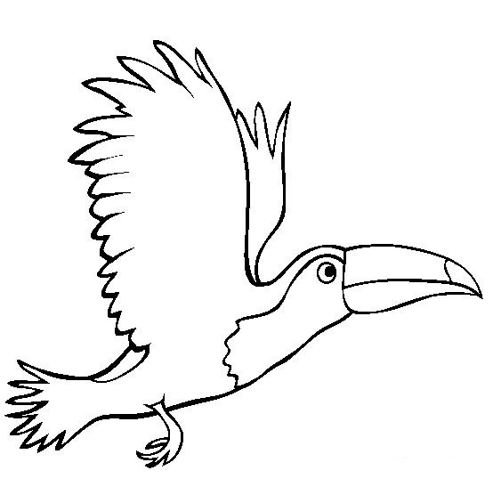 小鸟简笔画 飞行的巨嘴鸟简笔画图片