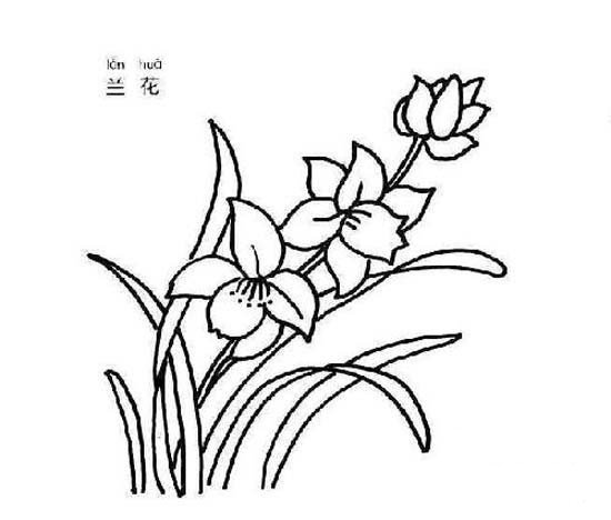 花简笔画图片大全 兰花简笔画