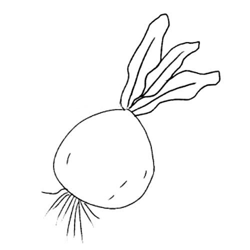 3.萝卜下面长长的须是它的根部。