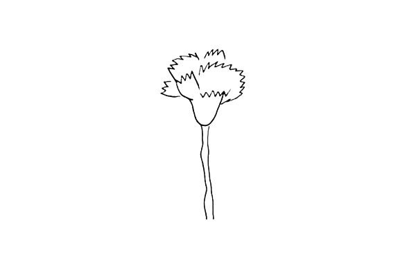 第四步:画出它的茎.花茎要画出几个凸起的部位。