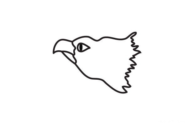3.勾画老鹰的颈部和颈部的羽毛。