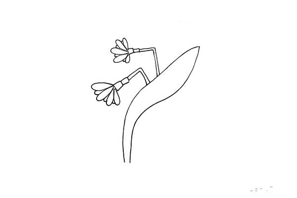 第五步:同样的画法我们在它的旁边画出另一朵水仙花。