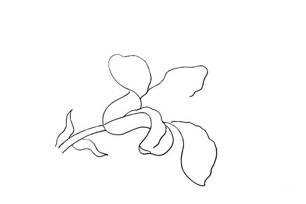 6.然后用不规则的曲线画出中间和下方的花瓣。