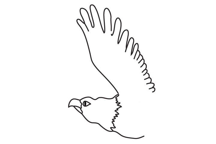 4.接下来画老鹰展开的大翅膀。