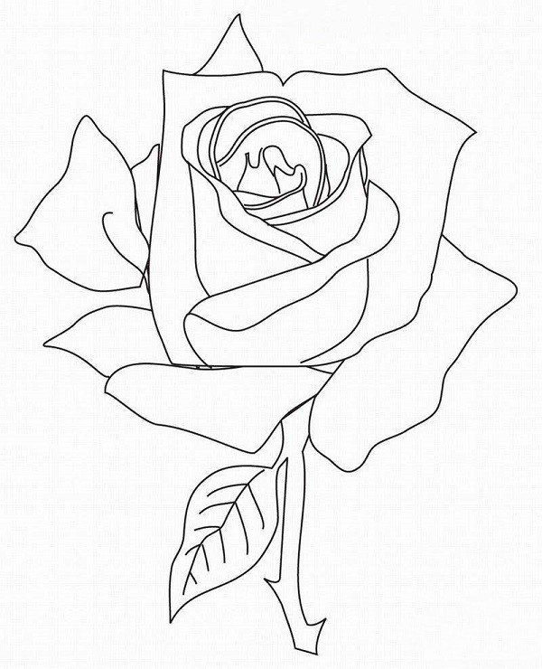 一朵大玫瑰花简笔画的画法