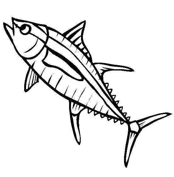 海洋生物图片 黄鳍金枪鱼简笔画图片