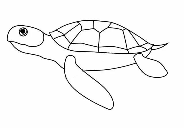 6.给海龟添加眼睛和尾巴~一只栩栩如生的海龟就诞生啦