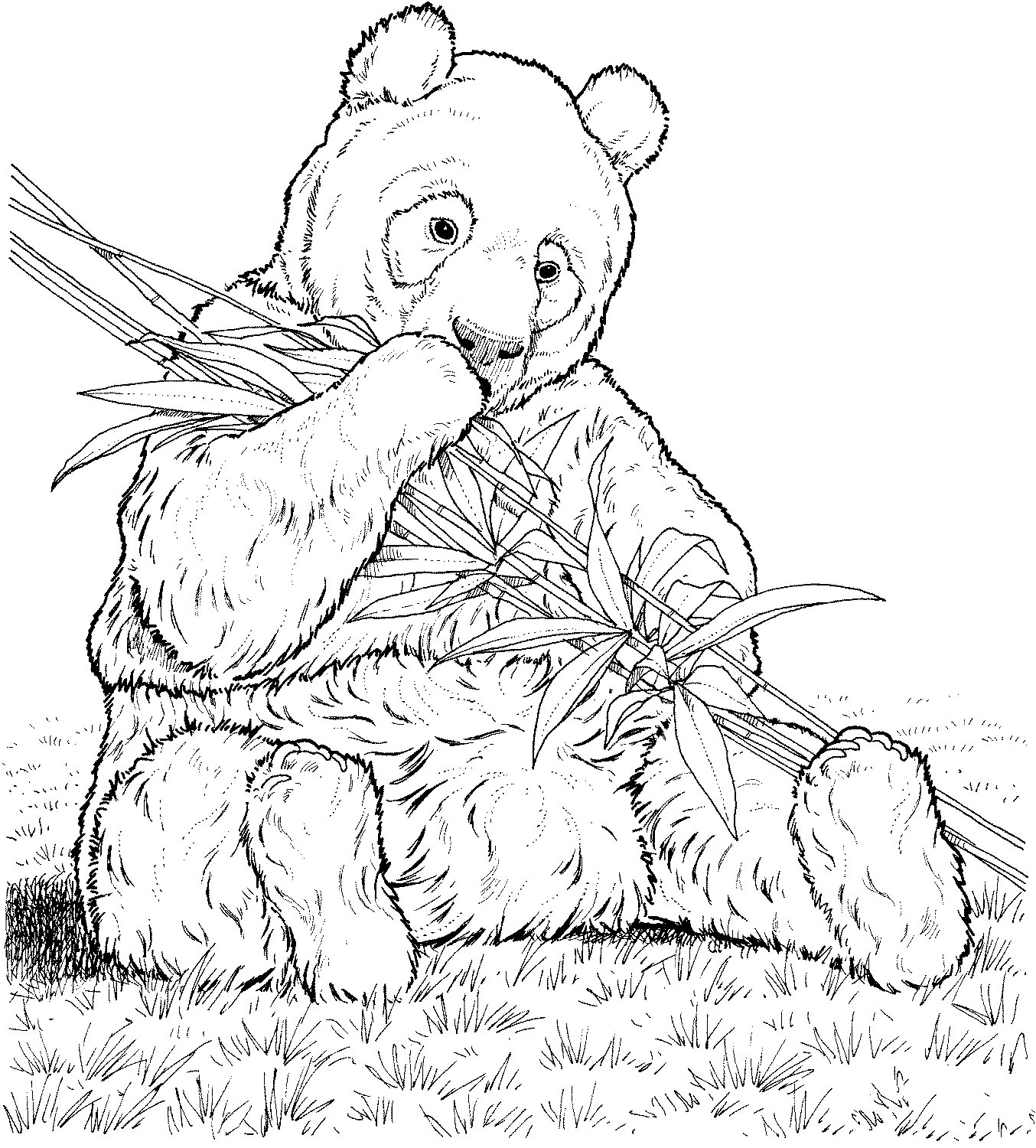 在吃竹子的大熊猫