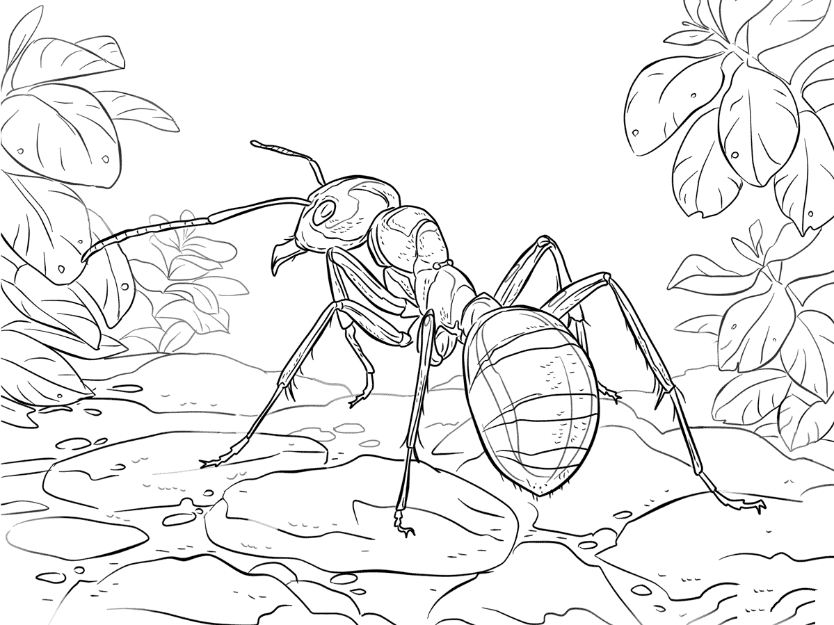红木蚁