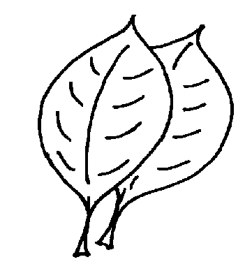 植物简笔画 关于树叶简笔画图片