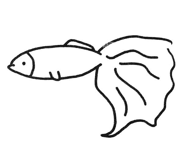 孔雀鱼简笔画图片3