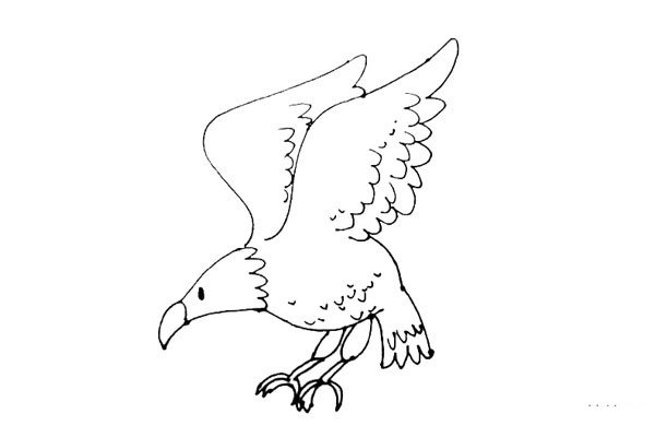 第八步：在老鹰的身体上，画上一些小弧线和点点增加羽毛的细节，也可不画。
