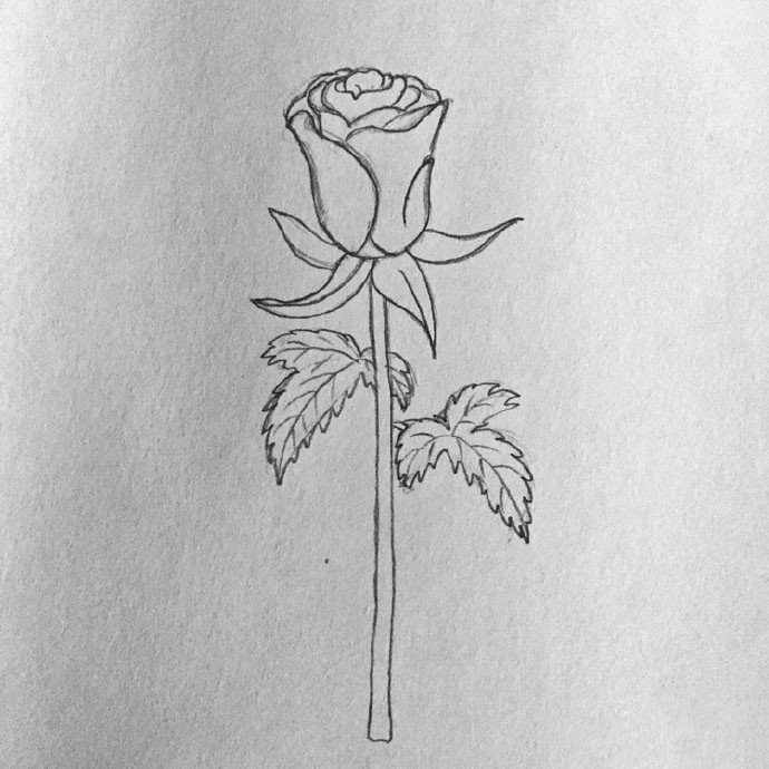 玫瑰花少女简笔画步骤图